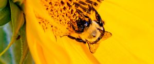 Preview wallpaper bee, insect, sunflower, petals, macro, yellow