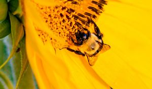 Preview wallpaper bee, insect, sunflower, petals, macro, yellow