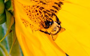 Preview wallpaper bee, insect, sunflower, petals, macro, yellow