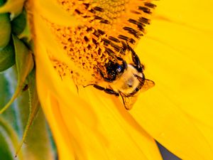 Preview wallpaper bee, insect, sunflower, petals, macro, yellow