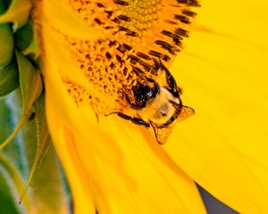 Preview wallpaper bee, insect, sunflower, petals, macro, yellow