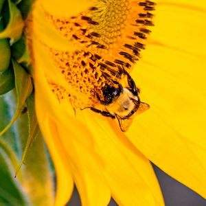 Preview wallpaper bee, insect, sunflower, petals, macro, yellow