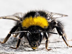 Preview wallpaper bee, insect, surface, wings, striped