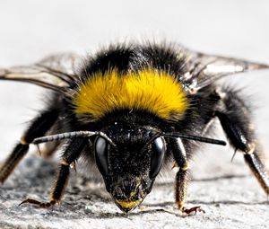 Preview wallpaper bee, insect, surface, wings, striped