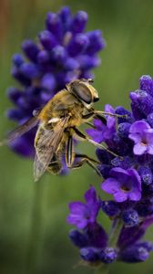 Preview wallpaper bee, lavender, blur, macro