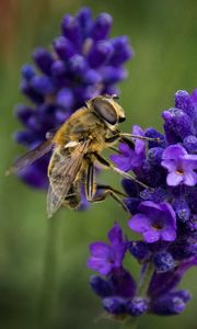 Preview wallpaper bee, lavender, blur, macro