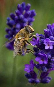 Preview wallpaper bee, lavender, blur, macro