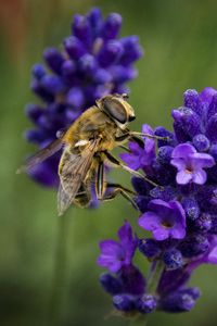 Preview wallpaper bee, lavender, blur, macro