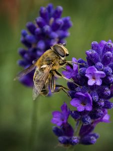 Preview wallpaper bee, lavender, blur, macro