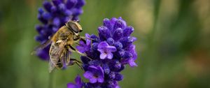 Preview wallpaper bee, lavender, blur, macro