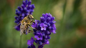 Preview wallpaper bee, lavender, blur, macro