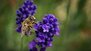 Preview wallpaper bee, lavender, blur, macro