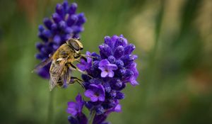 Preview wallpaper bee, lavender, blur, macro