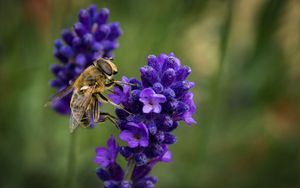 Preview wallpaper bee, lavender, blur, macro