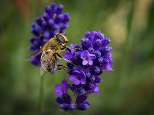 Preview wallpaper bee, lavender, blur, macro