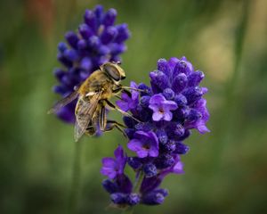 Preview wallpaper bee, lavender, blur, macro