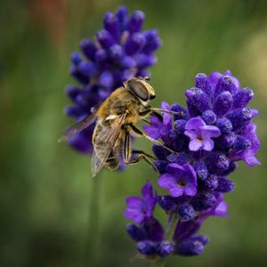 Preview wallpaper bee, lavender, blur, macro