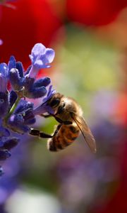 Preview wallpaper bee, lavender, flowers, blur, macro