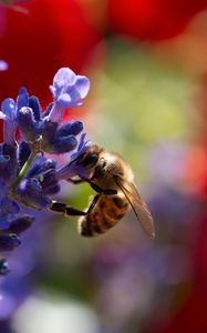 Preview wallpaper bee, lavender, flowers, blur, macro