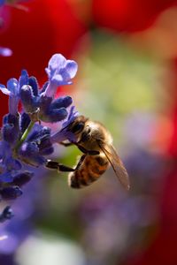 Preview wallpaper bee, lavender, flowers, blur, macro