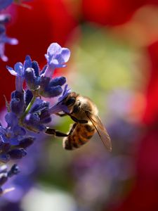 Preview wallpaper bee, lavender, flowers, blur, macro