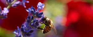 Preview wallpaper bee, lavender, flowers, blur, macro