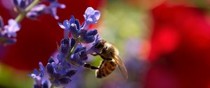 Preview wallpaper bee, lavender, flowers, blur, macro