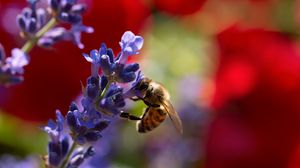 Preview wallpaper bee, lavender, flowers, blur, macro