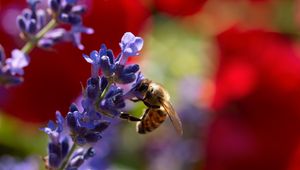 Preview wallpaper bee, lavender, flowers, blur, macro