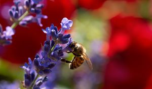 Preview wallpaper bee, lavender, flowers, blur, macro