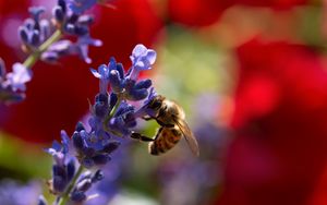 Preview wallpaper bee, lavender, flowers, blur, macro