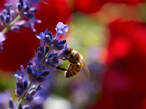 Preview wallpaper bee, lavender, flowers, blur, macro