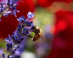 Preview wallpaper bee, lavender, flowers, blur, macro