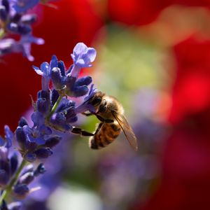 Preview wallpaper bee, lavender, flowers, blur, macro
