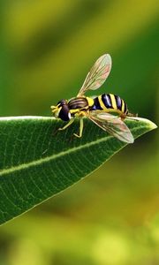 Preview wallpaper bee, leaf, grass, black, striped