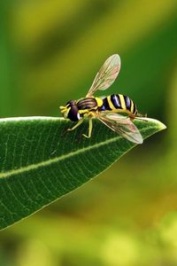 Preview wallpaper bee, leaf, grass, black, striped