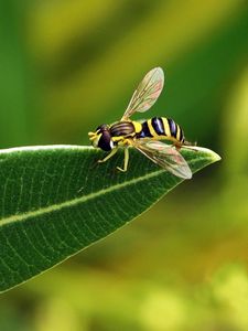 Preview wallpaper bee, leaf, grass, black, striped