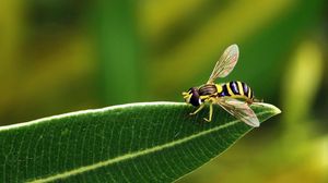 Preview wallpaper bee, leaf, grass, black, striped