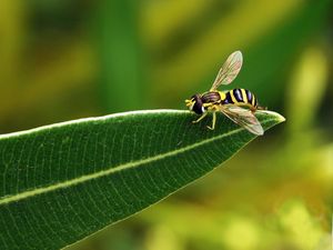 Preview wallpaper bee, leaf, grass, black, striped