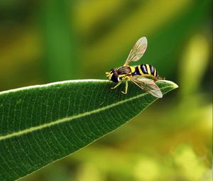 Preview wallpaper bee, leaf, grass, black, striped