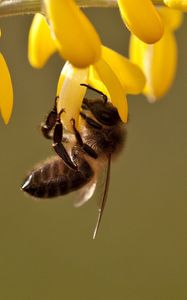 Preview wallpaper bee, leaves, grass, flowers