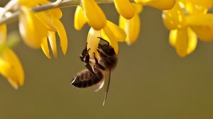 Preview wallpaper bee, leaves, grass, flowers