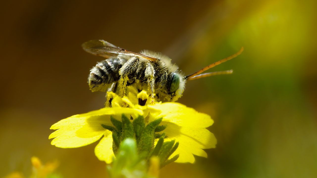 Wallpaper bee, macro, flower, yellow, blur