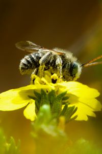 Preview wallpaper bee, macro, flower, yellow, blur