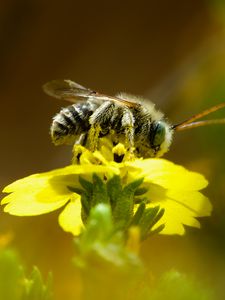 Preview wallpaper bee, macro, flower, yellow, blur