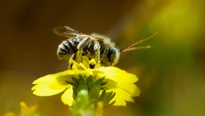 Preview wallpaper bee, macro, flower, yellow, blur