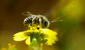 Preview wallpaper bee, macro, flower, yellow, blur