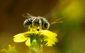 Preview wallpaper bee, macro, flower, yellow, blur