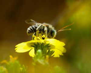 Preview wallpaper bee, macro, flower, yellow, blur