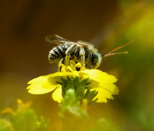 Preview wallpaper bee, macro, flower, yellow, blur